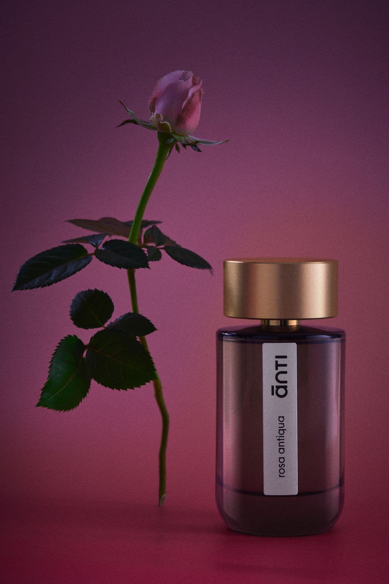 Anti, still life — image 3 of 5.